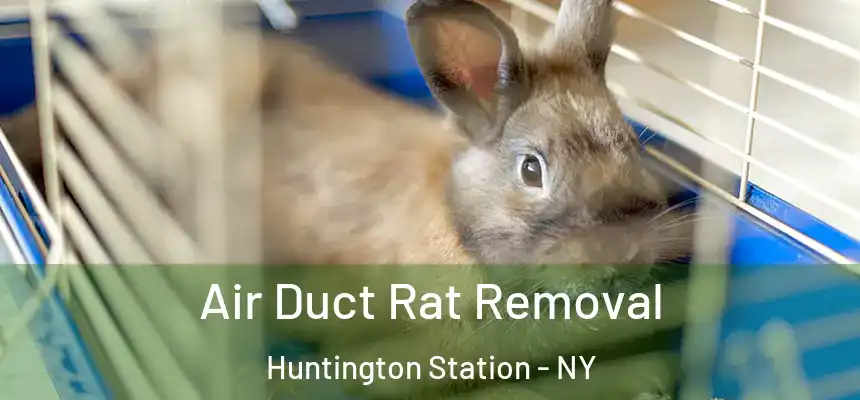  Air Duct Rat Removal Huntington Station - NY