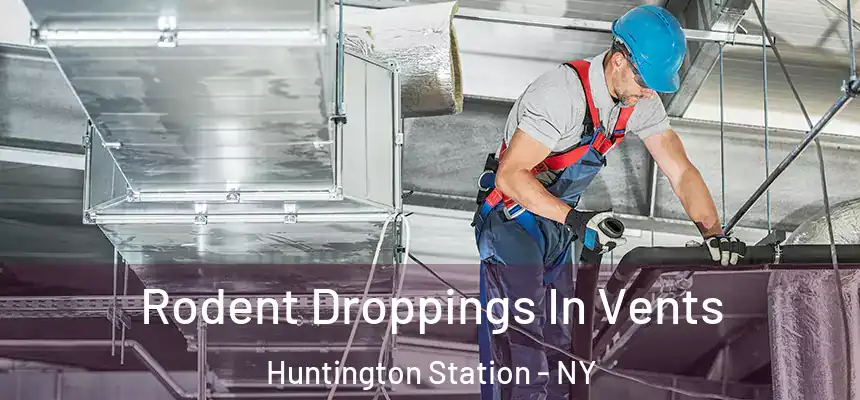  Rodent Droppings In Vents Huntington Station - NY